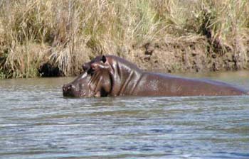 Hippos on the Omo River