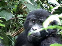 Mountain Gorilla Safari in Uganda